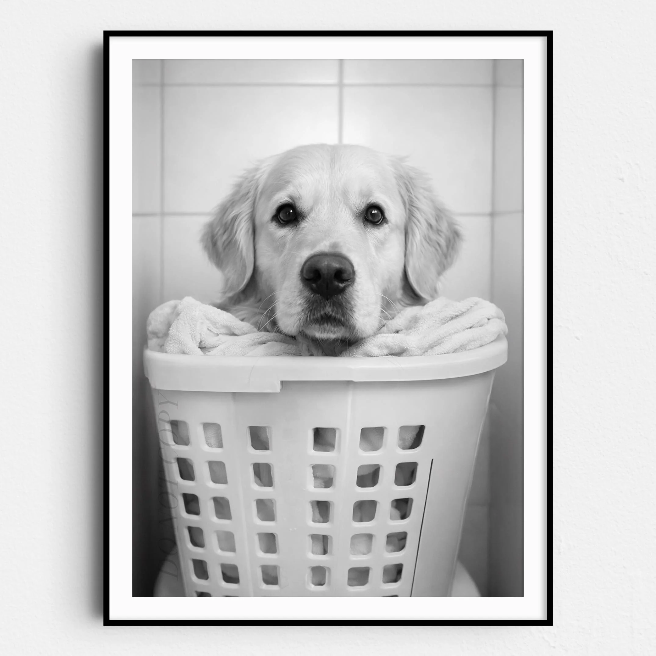 Dogs